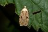 Agonopterix sp.